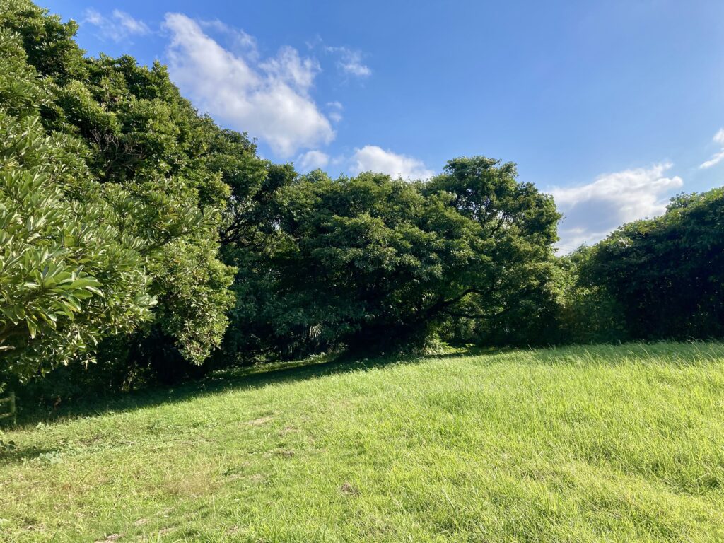 キャンプサイト